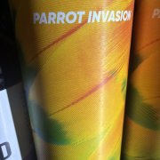 PARROT INVASION WCIPA (REBELS)